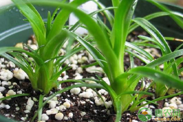 鳳梨養(yǎng)殖技巧：移植鳳梨幼苗的幾個(gè)要點(diǎn)