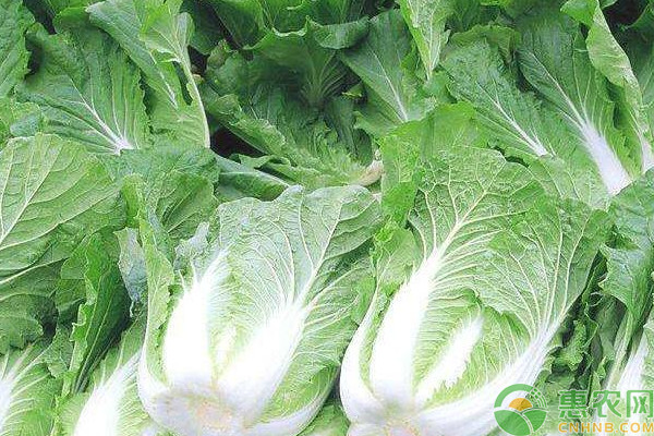 有機(jī)大白菜怎么種植？有機(jī)大白菜高效栽培技術(shù)