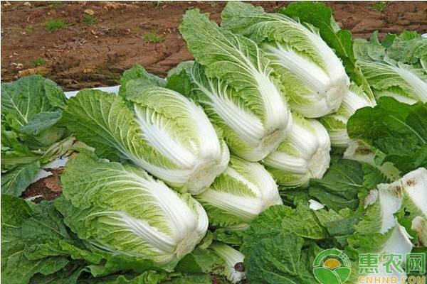 有機(jī)大白菜怎么種植？有機(jī)大白菜高效栽培技術(shù)