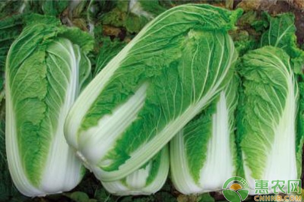 有機(jī)大白菜怎么種植？有機(jī)大白菜高效栽培技術(shù)
