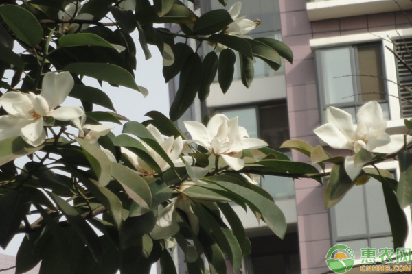 珍貴鄉(xiāng)土樹種火力楠種植技術(shù)