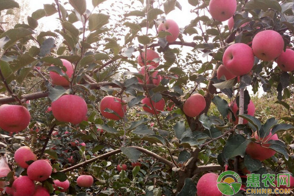 神富6號蘋果簡化栽培技術(shù)要點及病蟲害防治