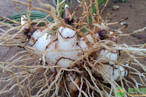 白芨怎么種能獲益？淺談白芨高效益種植及繁衍技巧