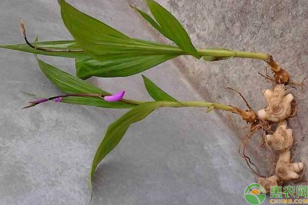 白芨怎么種能獲益？