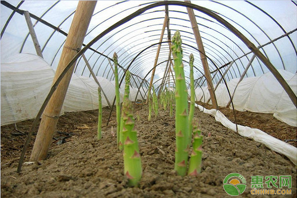 北方芦笋繁殖方法及其露地优质栽培技术