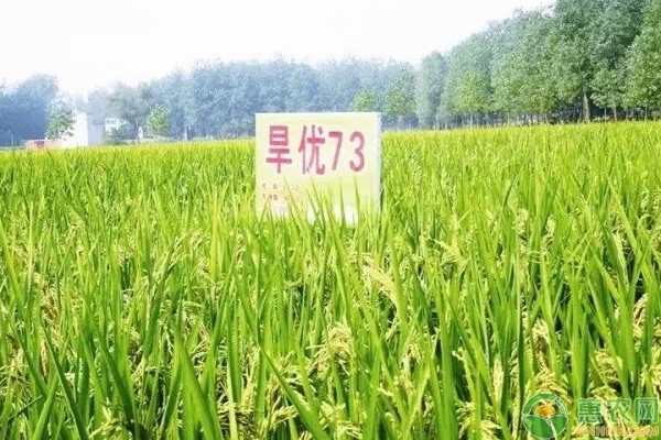節(jié)水抗旱稻“旱優(yōu)73”