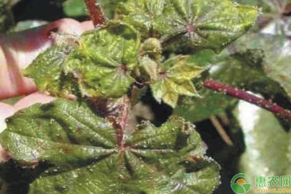 棉花蚜蟲怎么防治？棉花蚜蟲的癥狀分析及防治技巧