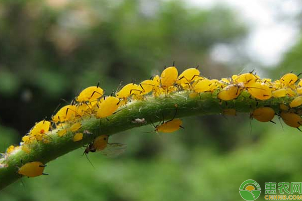 棉花蚜虫怎么防治棉花蚜虫的症状分析及防治技巧