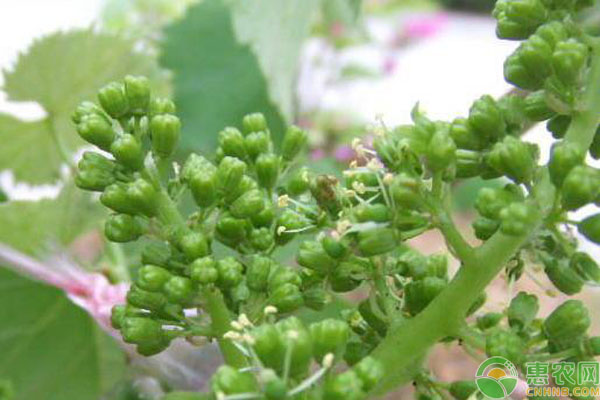 葡萄花期管理技術(shù)