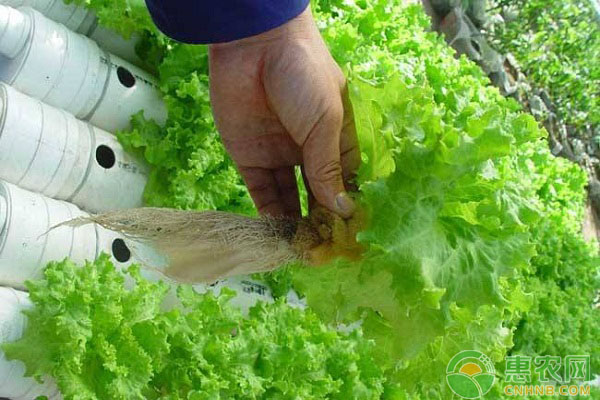 蔬菜早衰怎么辦？蔬菜防止早衰的五個要點