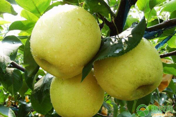 莒南縣黃金梨高產(chǎn)栽培技術(shù)