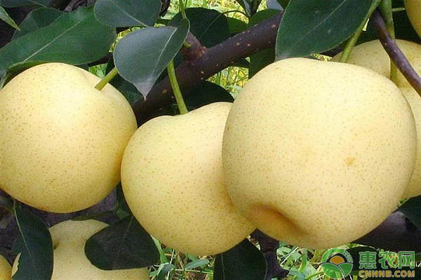 黃金梨怎么栽培？鄧州市黃金梨的種植技術(shù)詳解