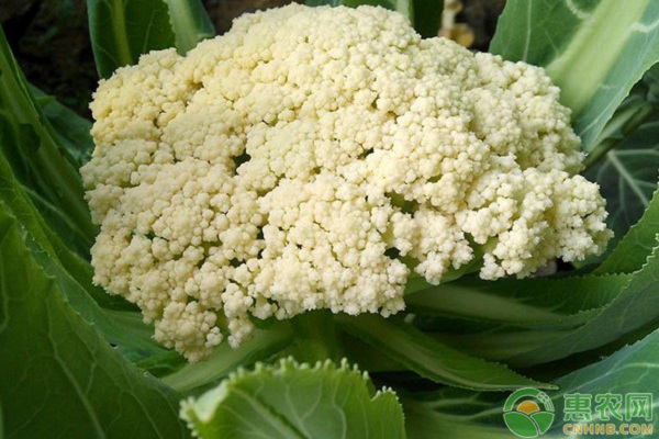 花菜如何實(shí)現(xiàn)高產(chǎn)栽培？花菜高產(chǎn)栽培管理技術(shù)