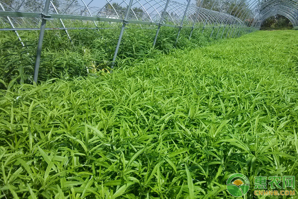 湖北藜蒿新品種香藜一號優(yōu)質(zhì)豐產(chǎn)栽培技術