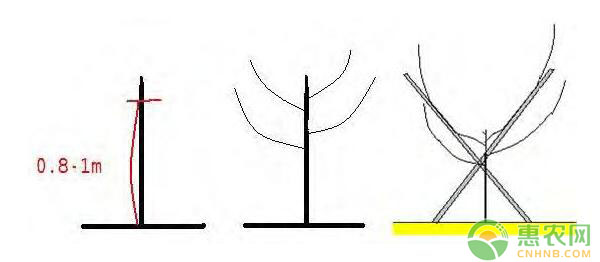 棚架梨樹體結(jié)構(gòu)搭建及樹形培養(yǎng)技術(shù)