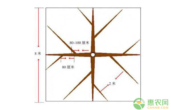 棚架梨樹體結(jié)構(gòu)搭建及樹形培養(yǎng)技術(shù)