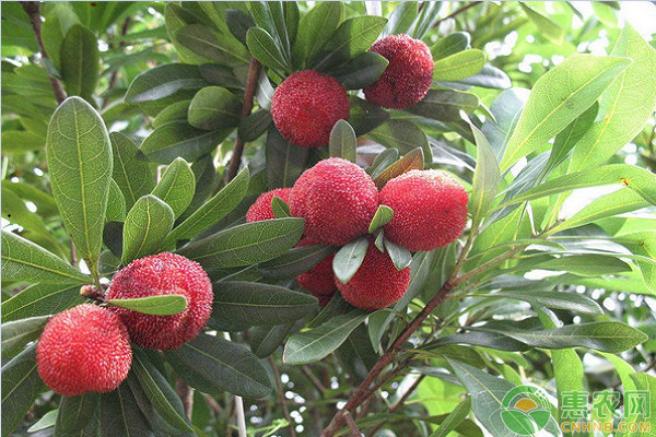淺談果樹種植病蟲害防治存在的問題