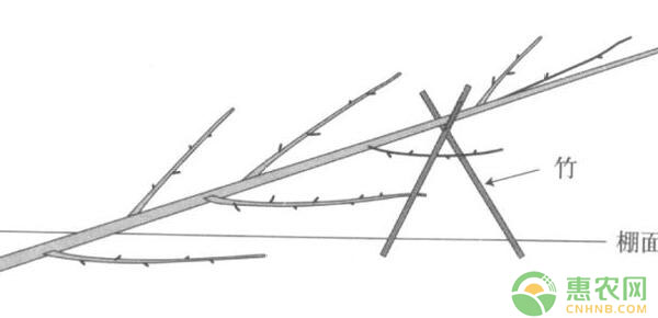 棚架梨樹體結(jié)構(gòu)搭建及樹形培養(yǎng)技術(shù)
