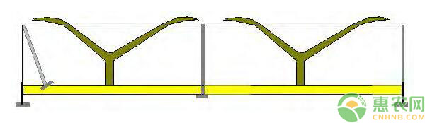 棚架梨樹體結(jié)構(gòu)搭建及樹形培養(yǎng)技術(shù)