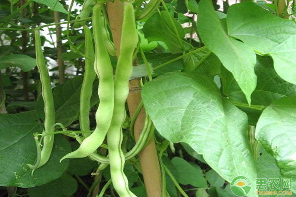 豆角怎么種才高產(chǎn)？豆角的高產(chǎn)施肥方法詳解