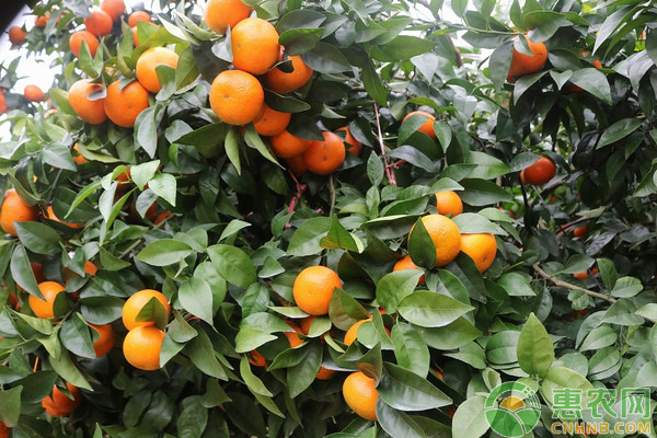 廣西沃柑高效栽培技術(shù)及病蟲(chóng)害防治