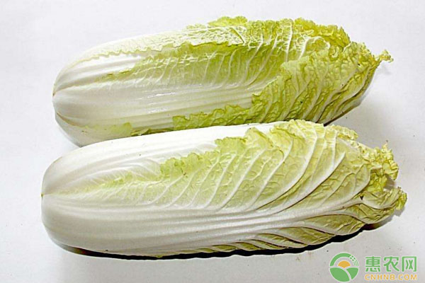 棚室娃娃菜栽培技術(shù)要點(diǎn)