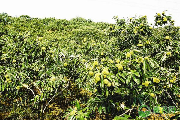 遼寧省鞍山市岫巖板栗實(shí)生苗繁育技術(shù)