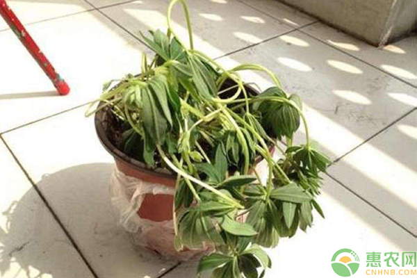 夏天花草澆水
