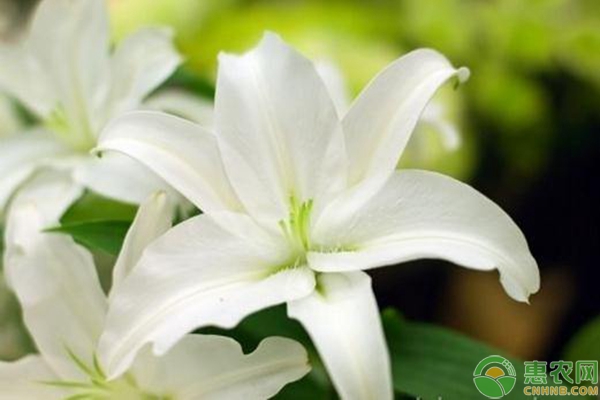 百合花養(yǎng)殖