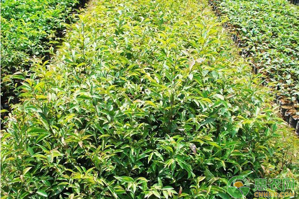 格木怎么管理？格木的育苗、種植及施肥技術(shù)
