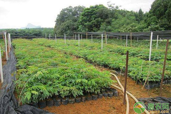 格木怎么管理？格木的育苗、種植及施肥技術(shù)