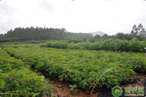 格木怎么管理？格木的育苗、種植及施肥技術(shù)