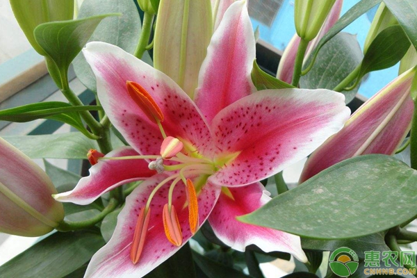 百合花養(yǎng)殖要點(diǎn)