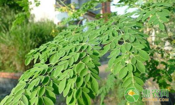 影響高大喬木移栽成活的因素