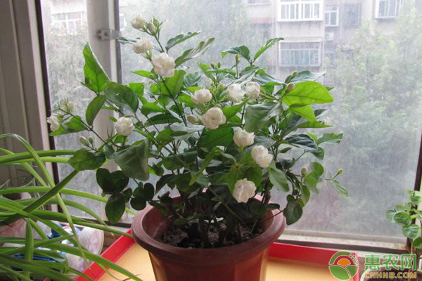 <a href='http://www.iweekee.cn/t/137194.html' class='j-href' target='_blank'><span style='color:#FF8001'>茉莉花養(yǎng)護(hù)</span></a>