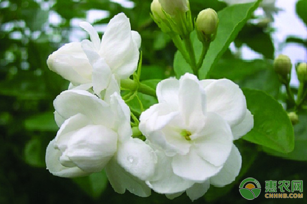茉莉花養(yǎng)護(hù)技巧