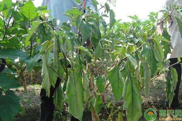 南方怎么防治茄子青枯?。繙\談南方茄子青枯病的防治方法