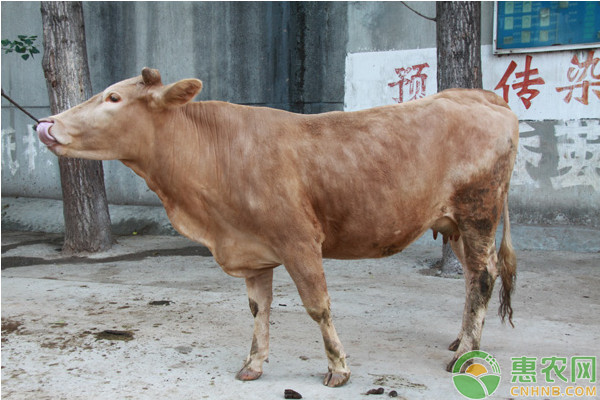 肉牛強度育肥階段的飼養(yǎng)管理技術(shù)要點