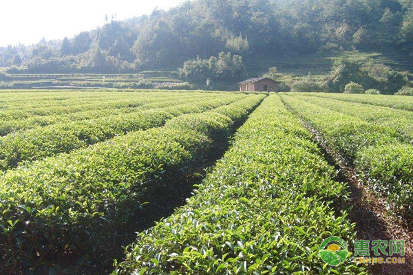 茶树栽培