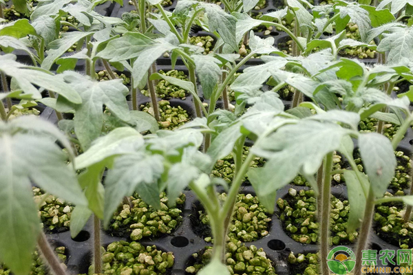 淺談西紅柿科學漂浮育苗蟲害防治方法