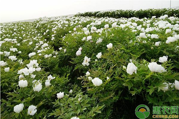 迪庆州油用牡丹实生苗的培育及管理要点