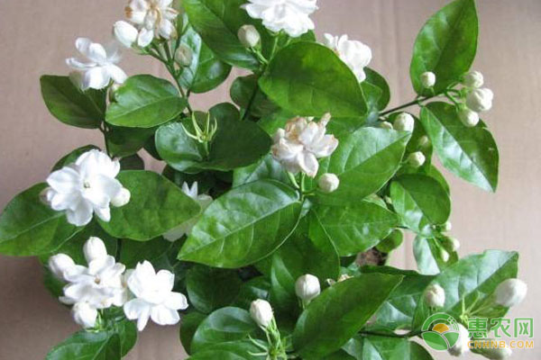 夏天養(yǎng)花
