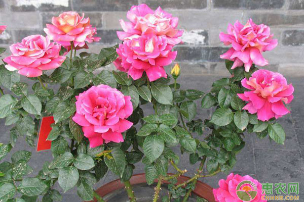 夏天養(yǎng)花要素