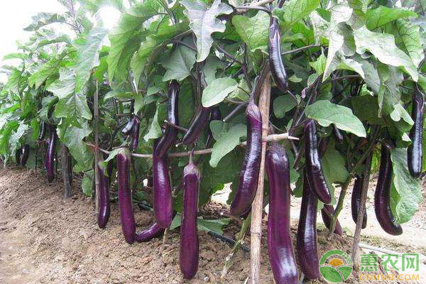 茄子種植如何施肥？茄子的基肥與追肥方法
