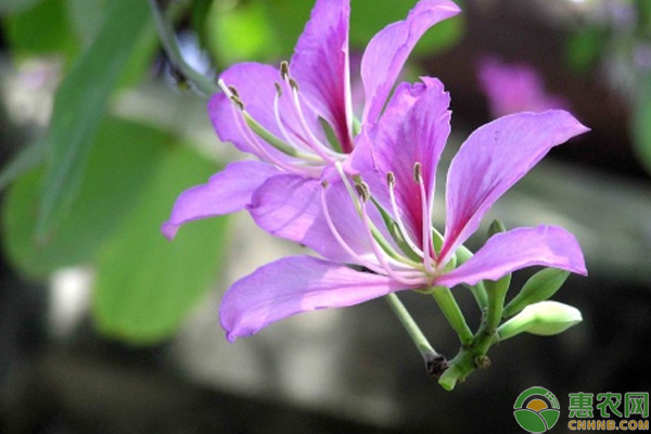 盆栽羊蹄甲枯化復(fù)萌盆景栽培技術(shù)