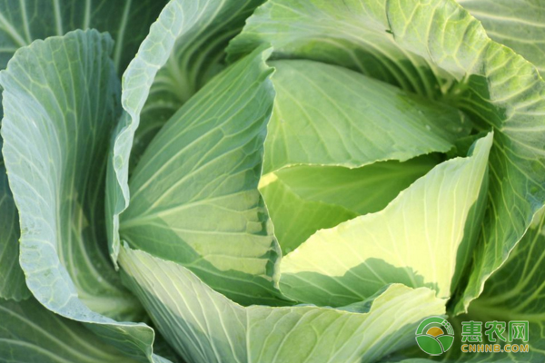 6月份蔬菜種植病蟲害防治技術