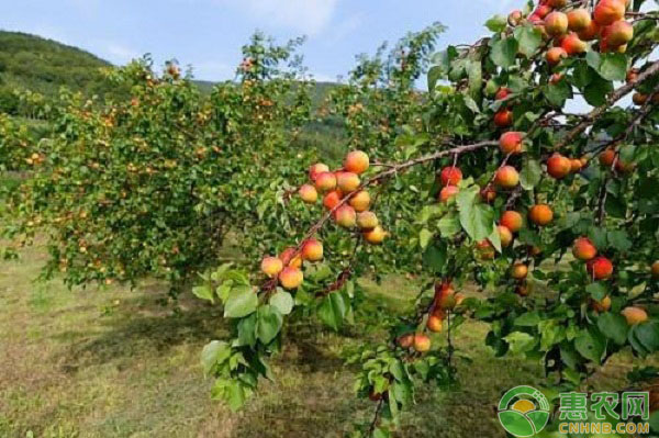 果園遭遇澇害怎么辦？果園防范澇害發(fā)生的七個(gè)措施