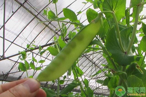 豌豆種植時(shí)間及種植技術(shù)要點(diǎn)