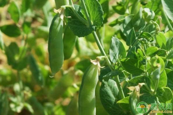 豌豆種植時(shí)間及種植技術(shù)要點(diǎn)