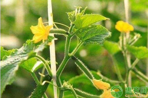 探究黃瓜水肥一體化高效栽培的方法